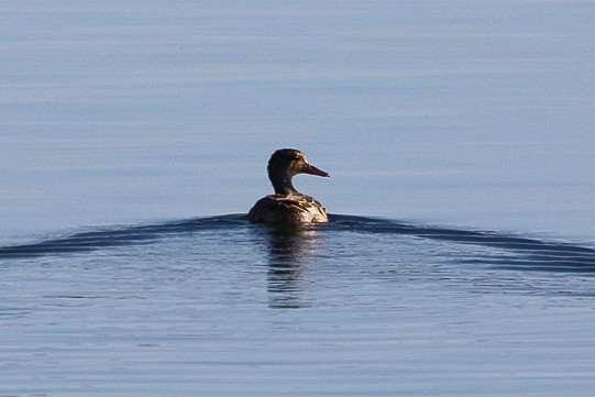Canard chipeau - ML645452007