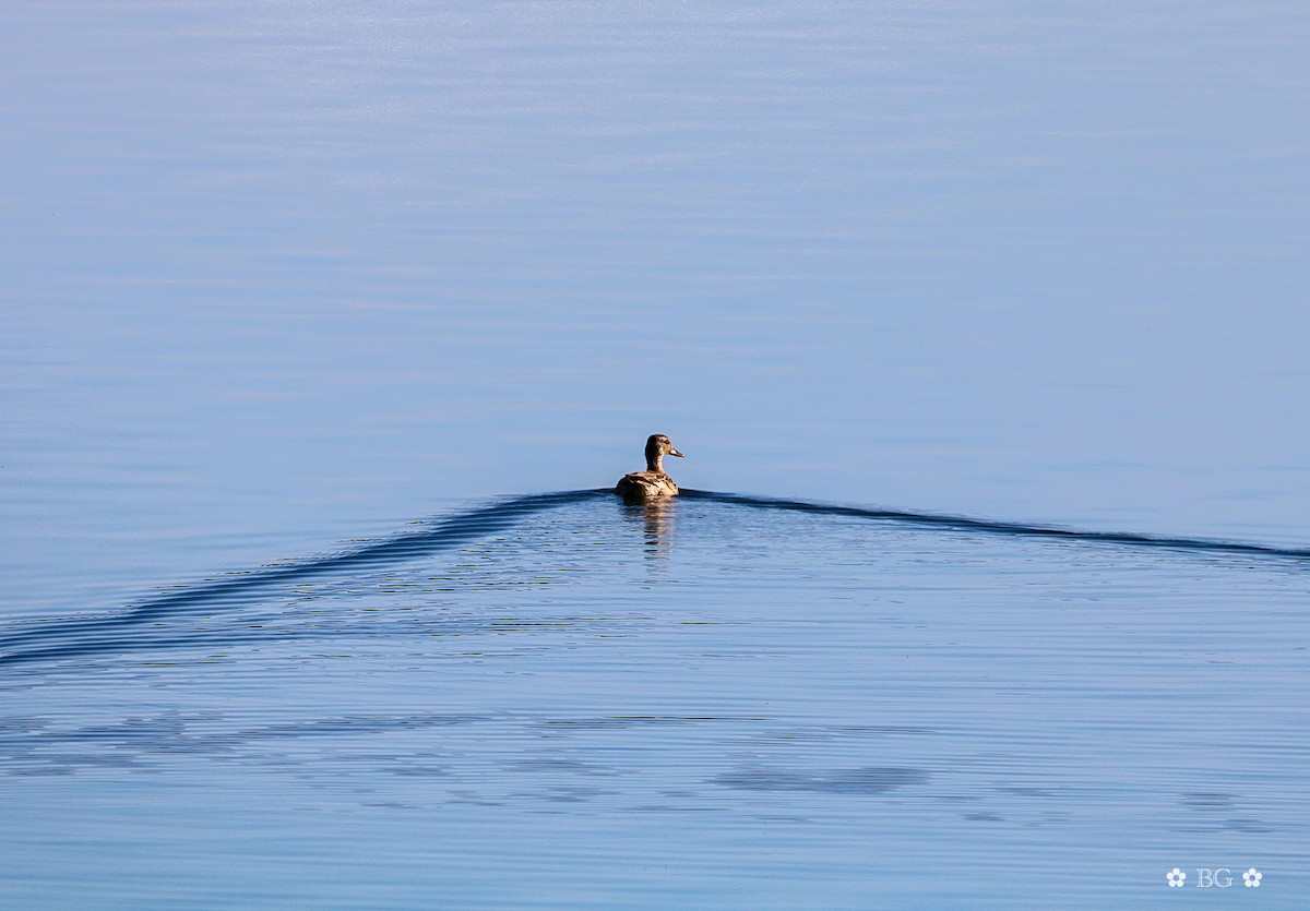 Canard chipeau - ML645452008