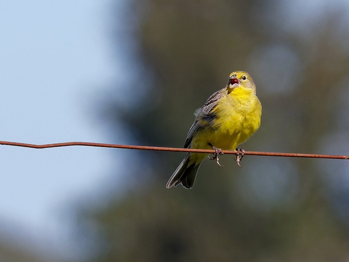 Короткоклювый зерноед - ML645452014