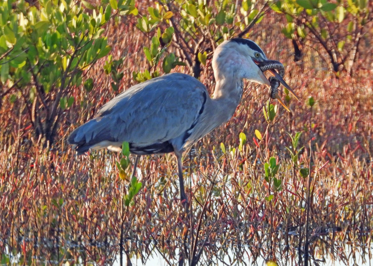 Great Blue Heron - ML645452016