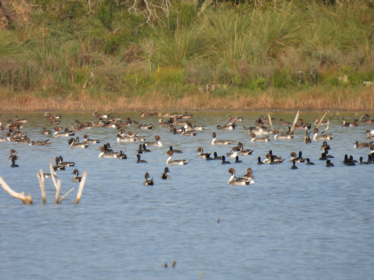 American Wigeon - ML645452023