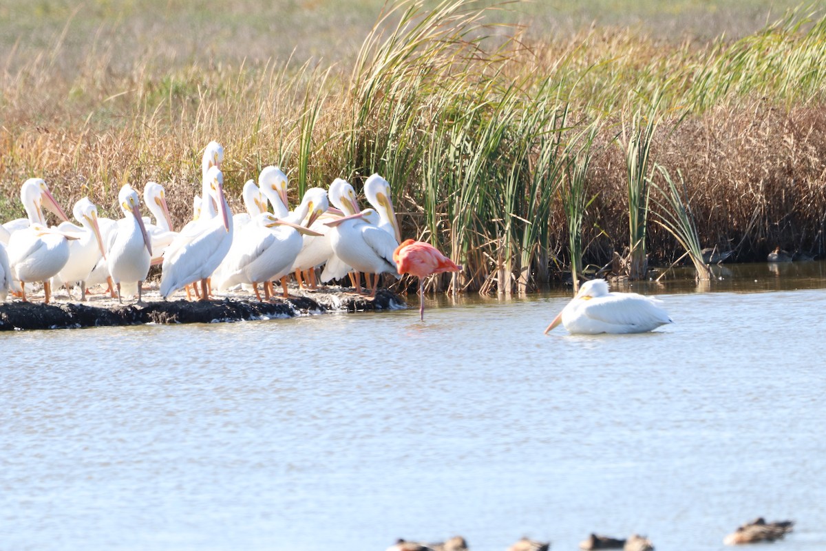 American Flamingo - ML645452026