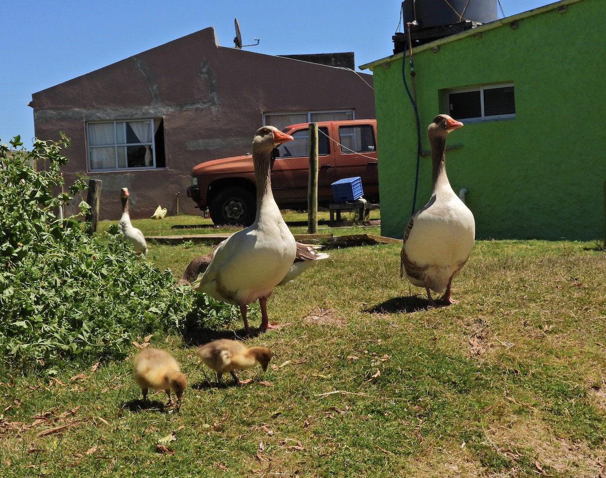 Graylag Goose (Domestic type) - ML645452027