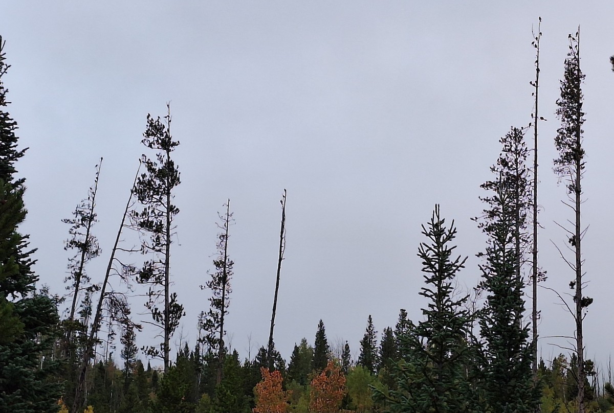 Brewer Karatavuğu - ML645452028