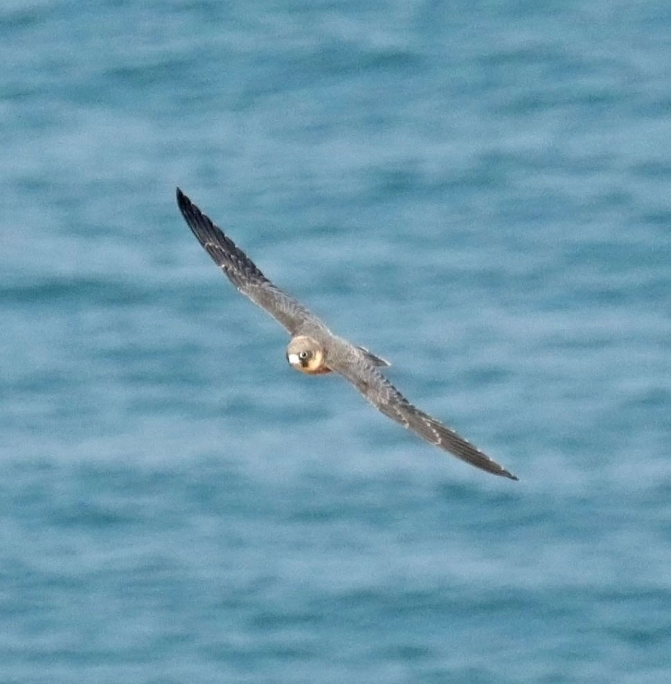 Sooty Falcon - ML645452030