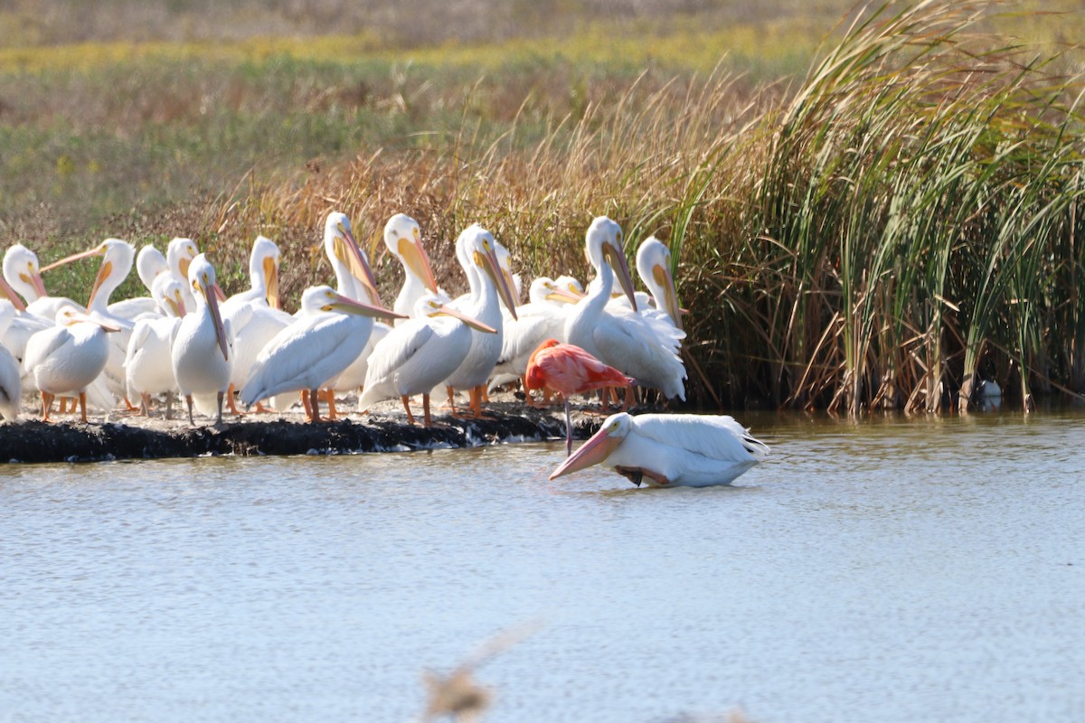 American Flamingo - ML645452038