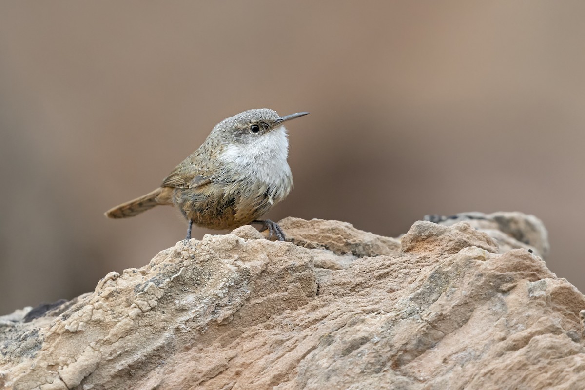 Каньонный крапивник - ML645452049