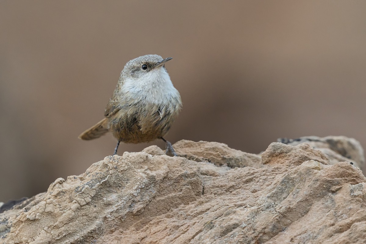 Каньонный крапивник - ML645452051