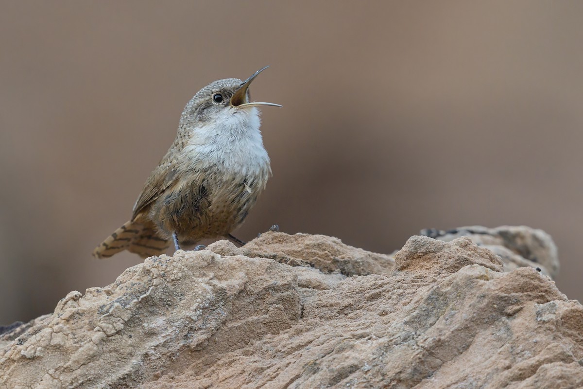 Каньонный крапивник - ML645452052