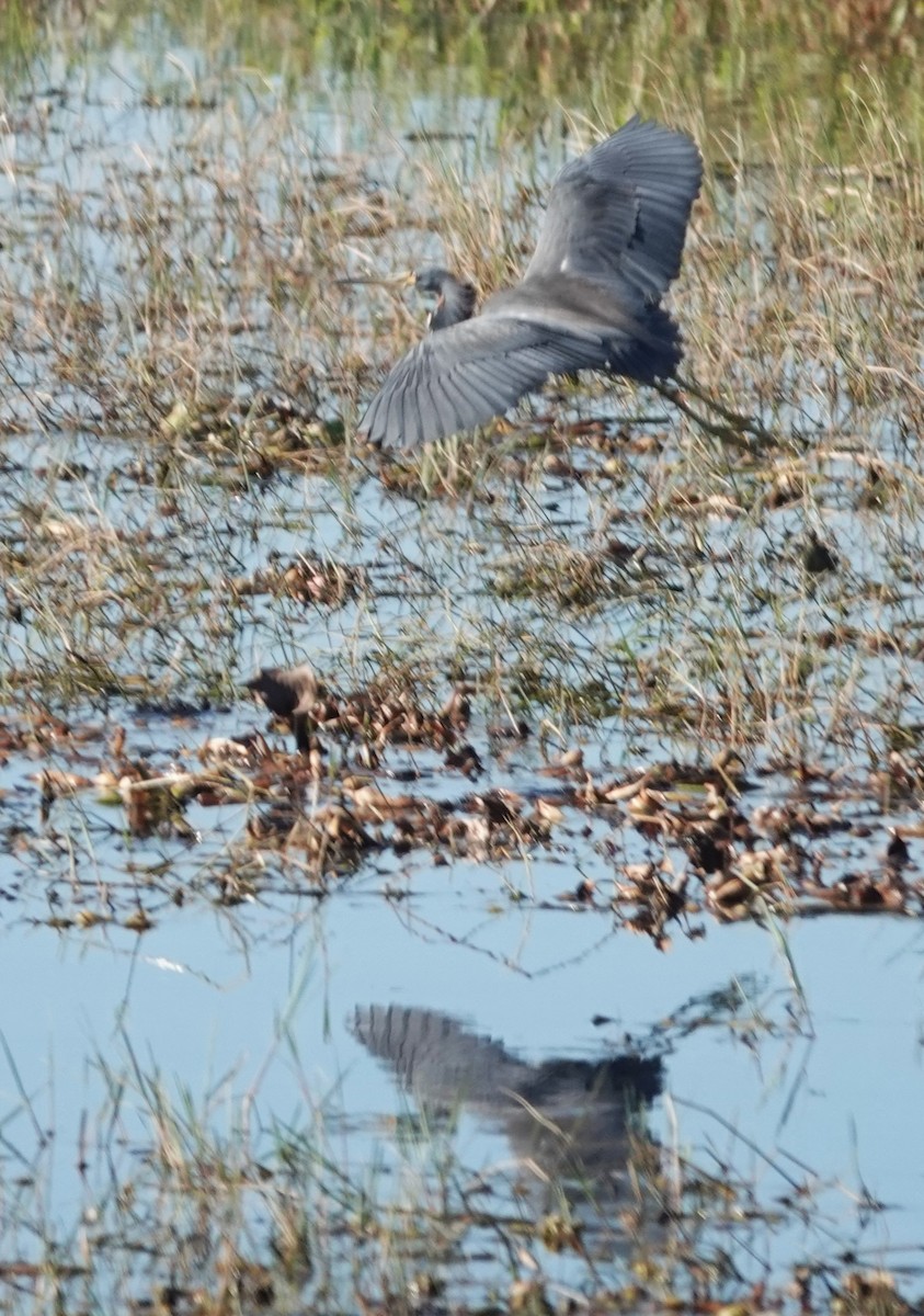 Great Blue Heron - ML645452058