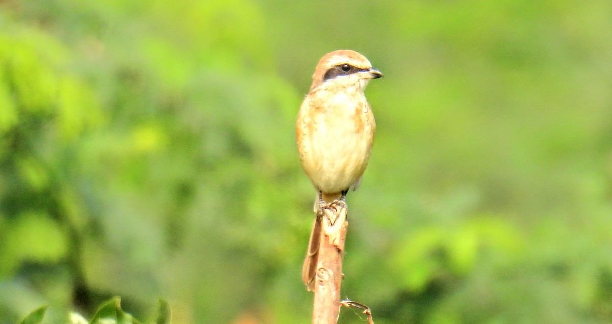 Сибирский жулан - ML645452061