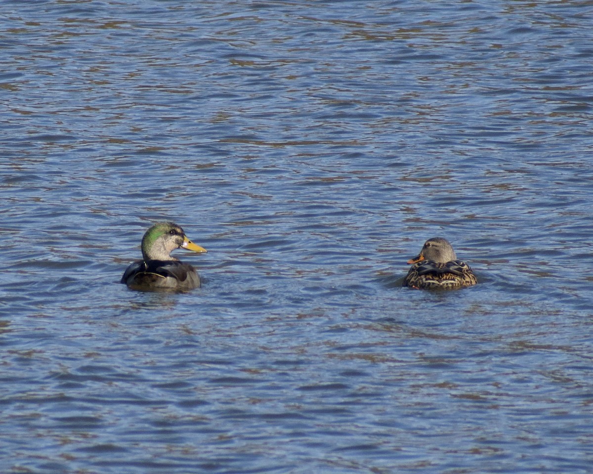 Кряква - ML645452062