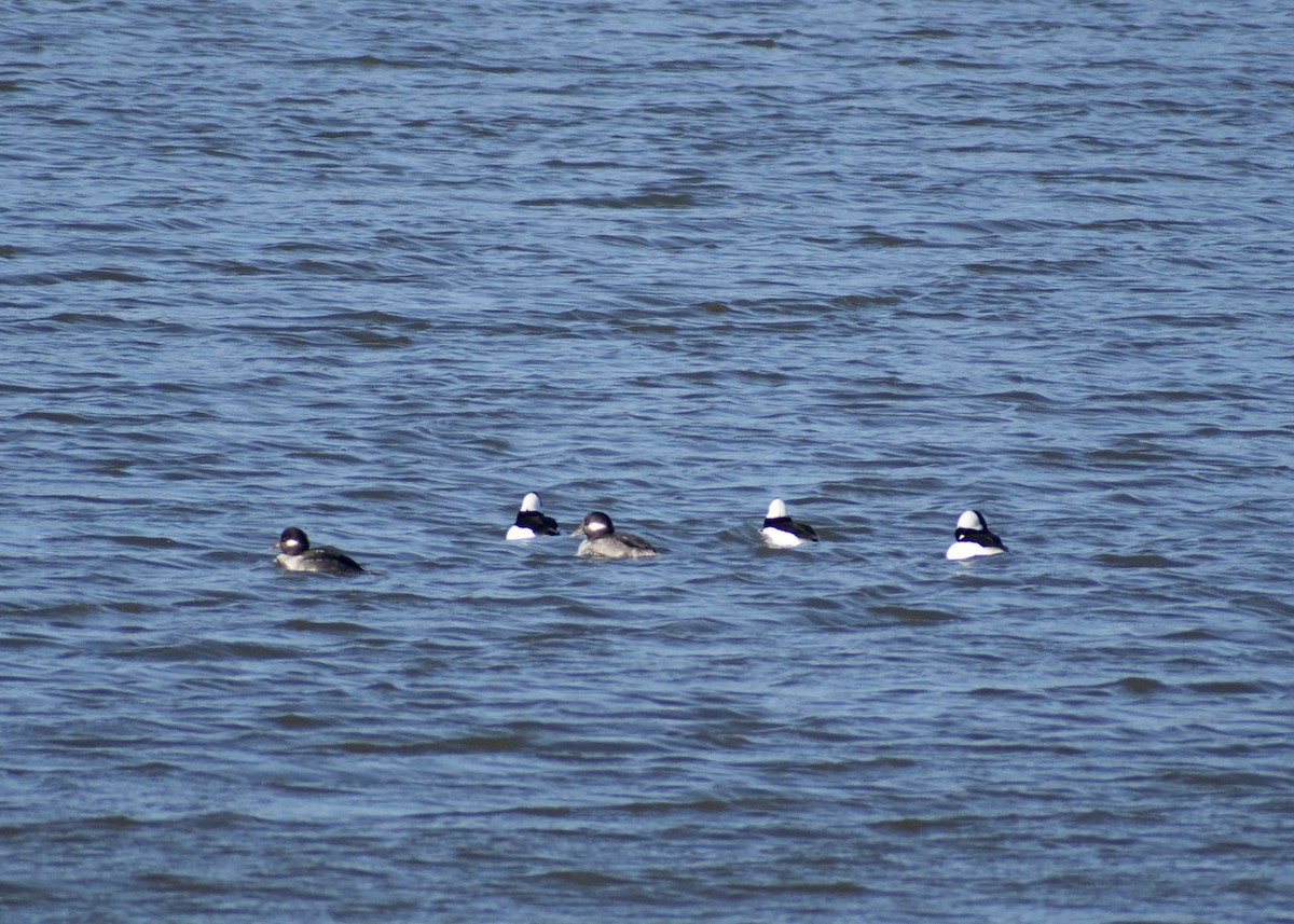 Гоголь-головастик - ML645452063