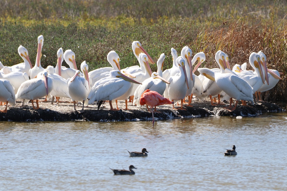 American Flamingo - ML645452064