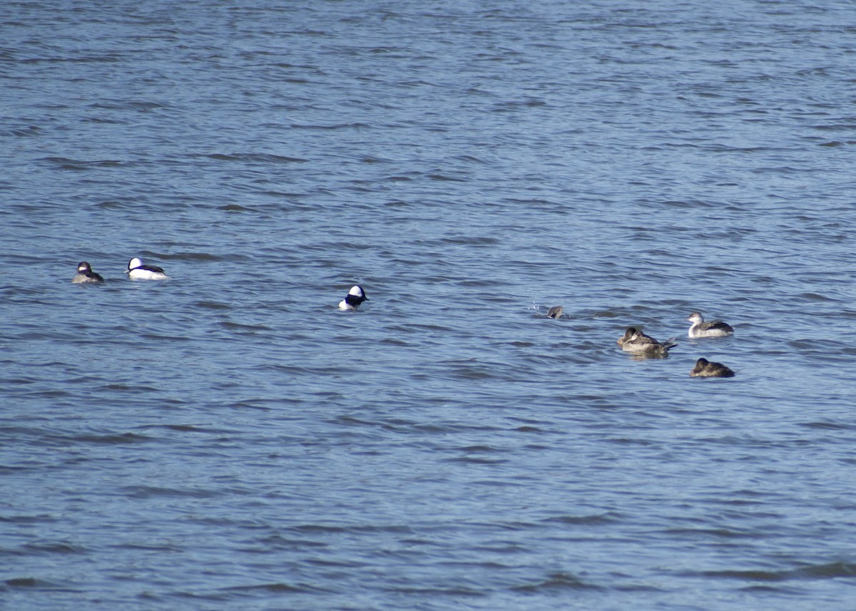 Гоголь-головастик - ML645452067