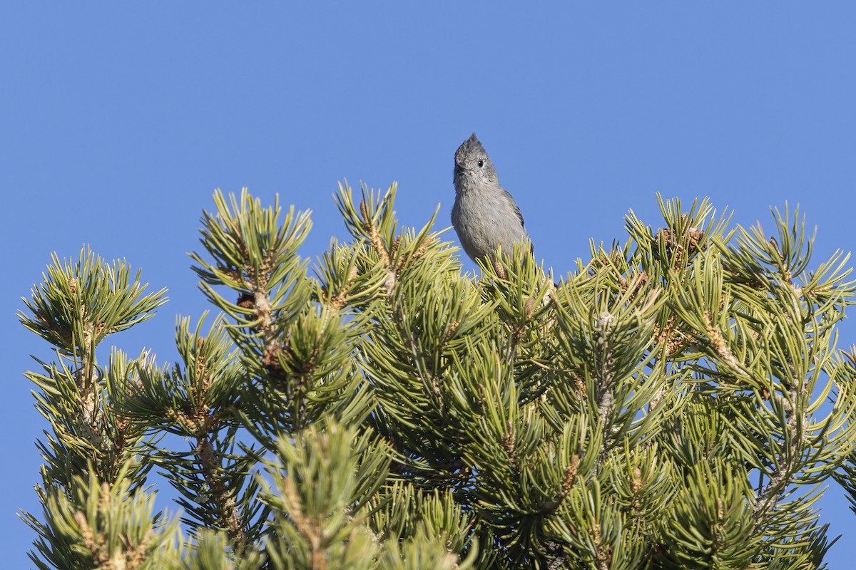 Можжевельниковая гренадерка - ML645452068