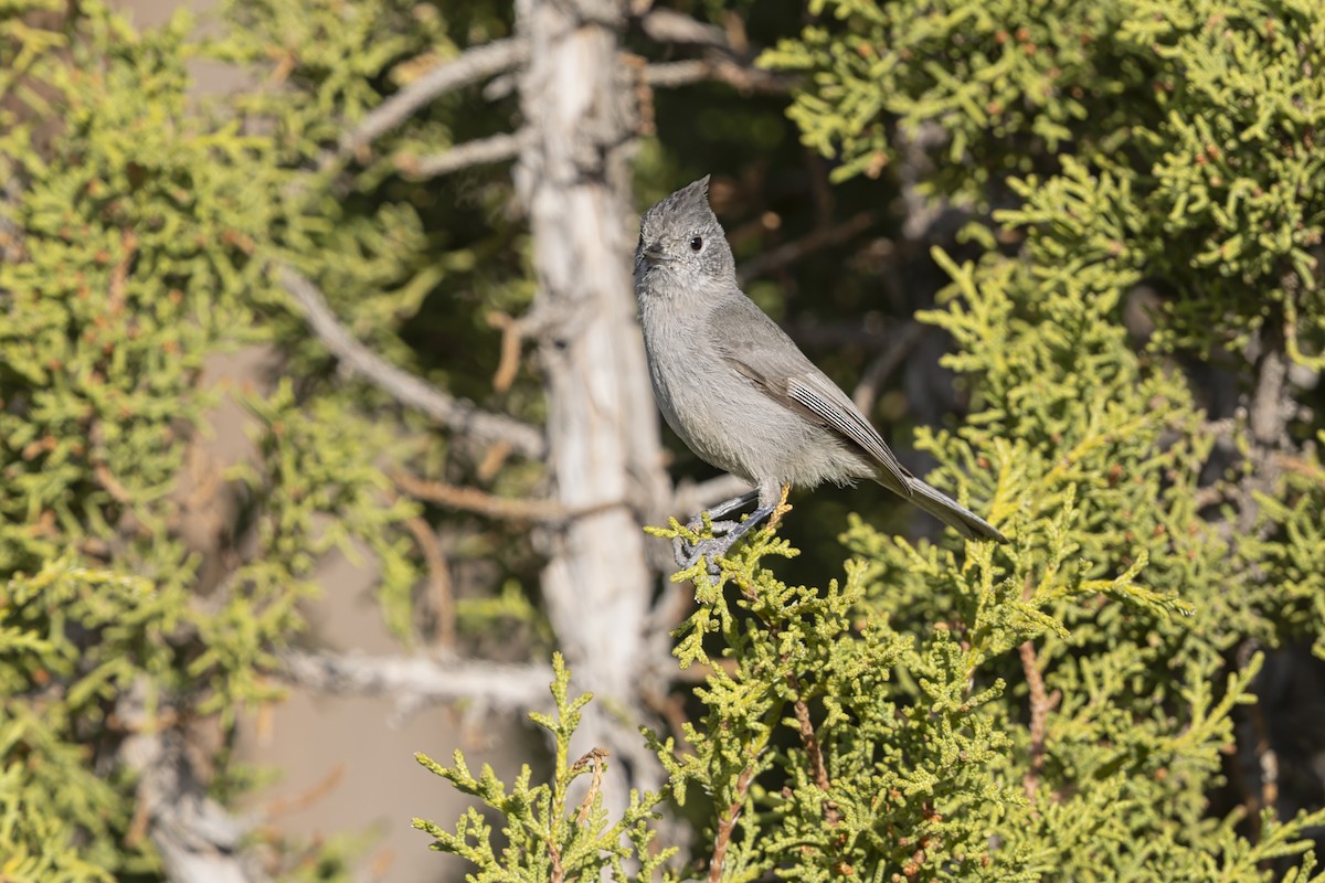 Можжевельниковая гренадерка - ML645452069