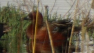 Коричневый чирок - ML645452070