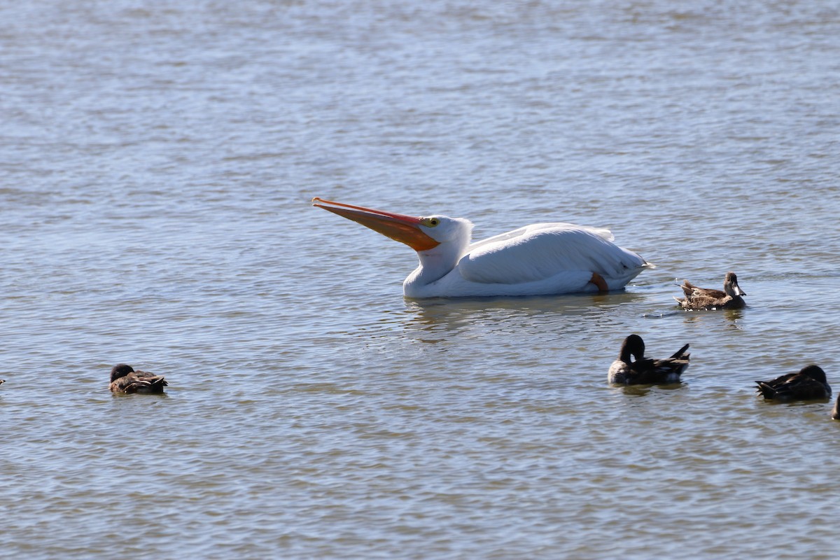 Пеликан-носорог - ML645452071