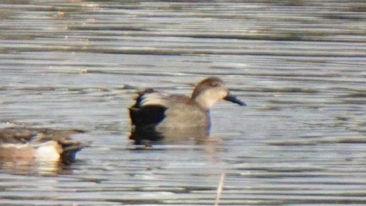 Серая утка - ML645452073