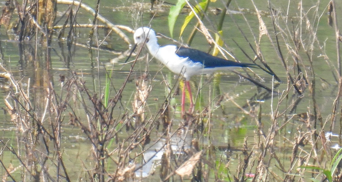 Ходулочник - ML645452074