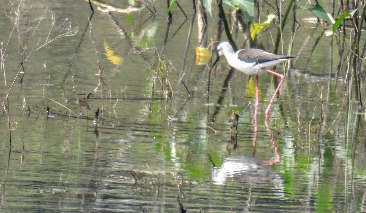 Ходулочник - ML645452075