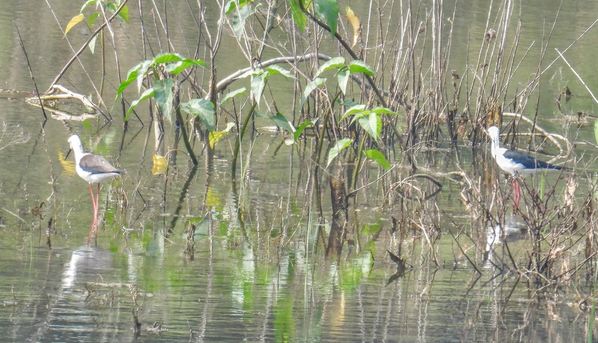 Ходулочник - ML645452076