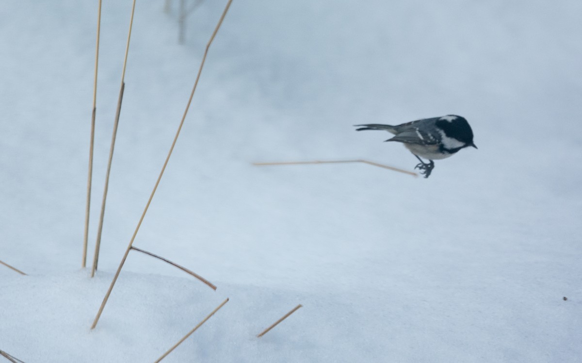 Московка (группа ater) - ML645452077