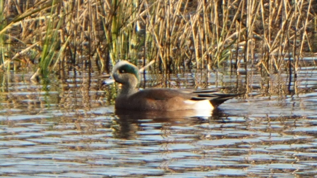 Американская свиязь - ML645452078