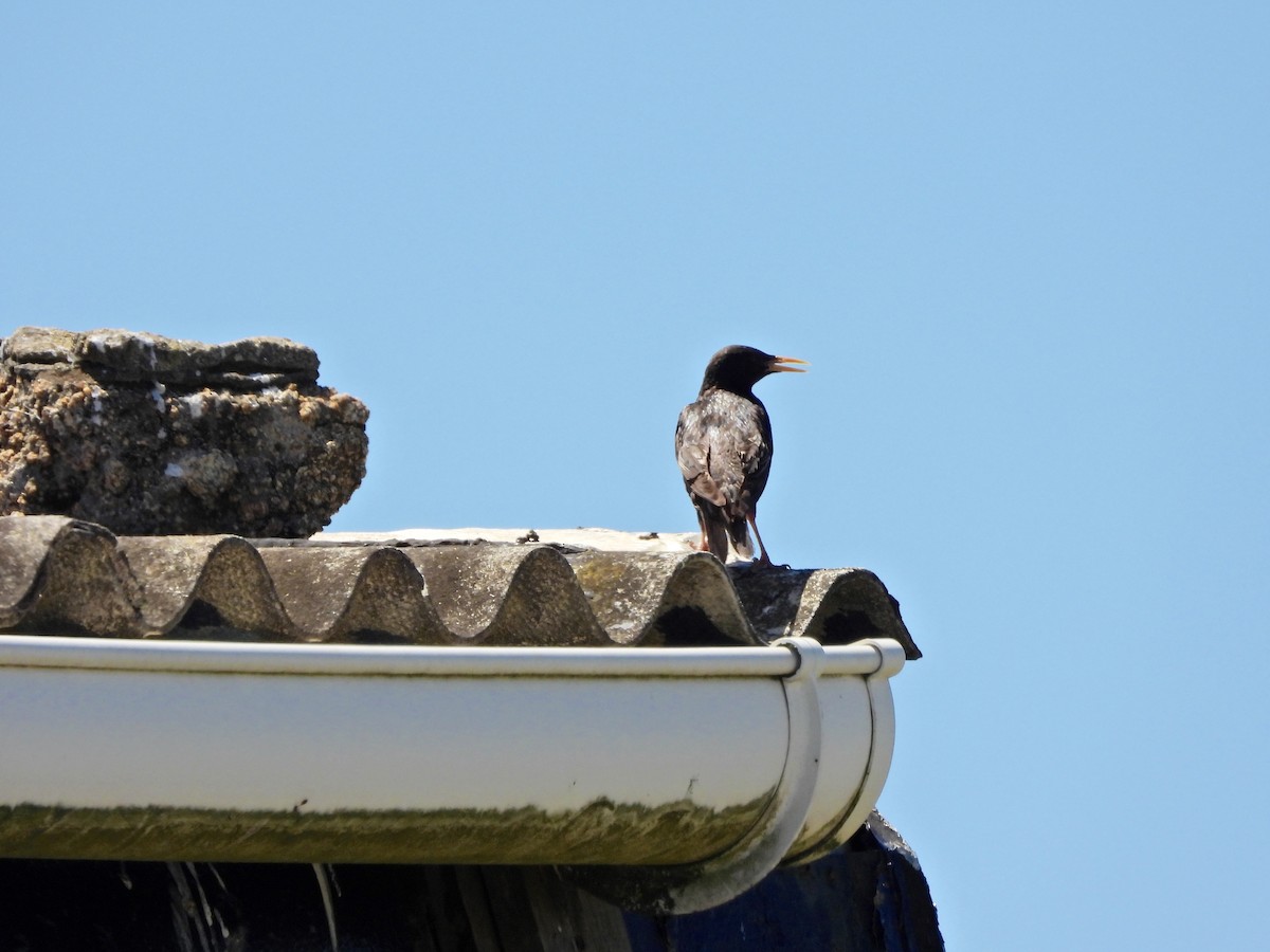 Обыкновенный скворец - ML645452079