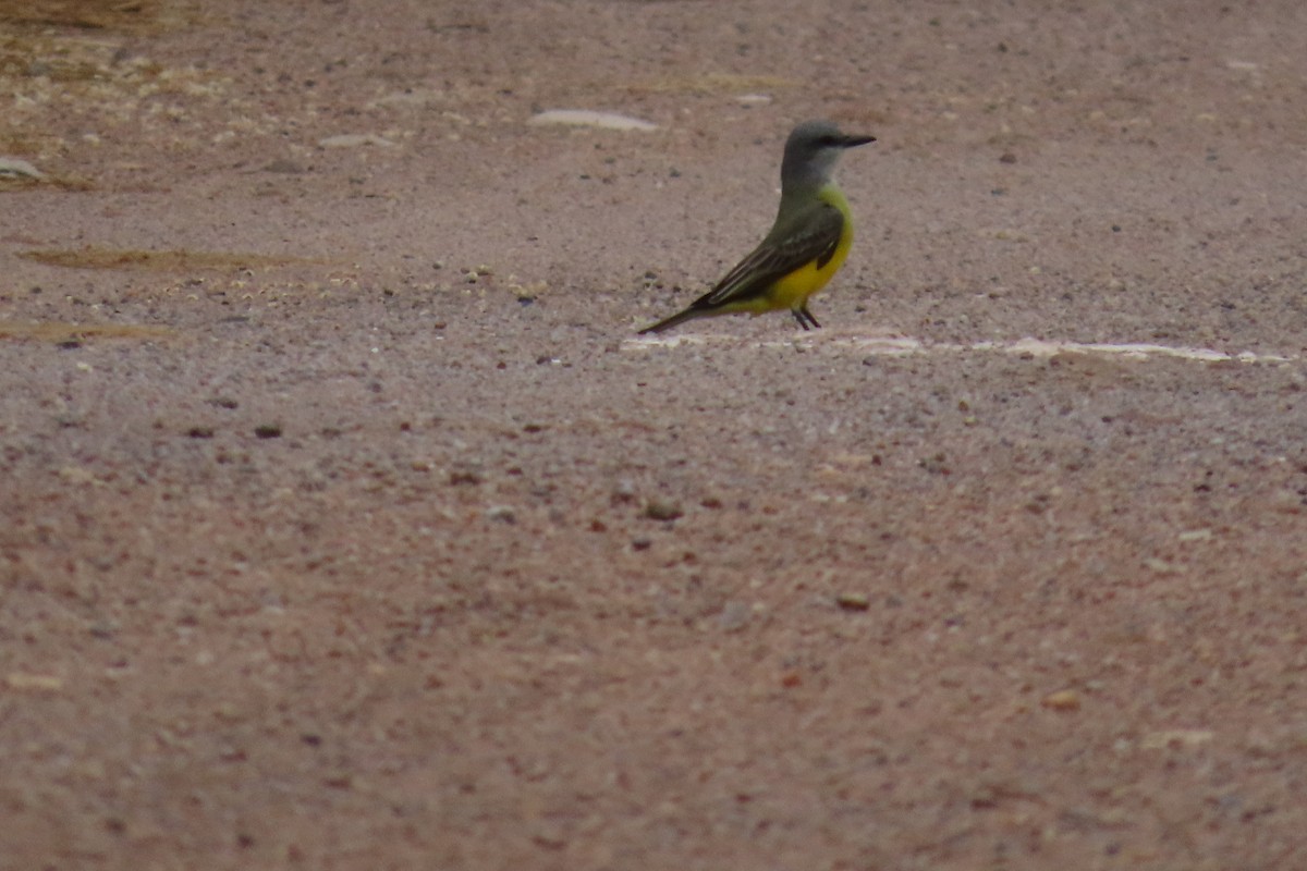 Королевский тиранн - ML645452080