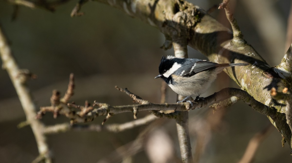 Московка (группа ater) - ML645452082