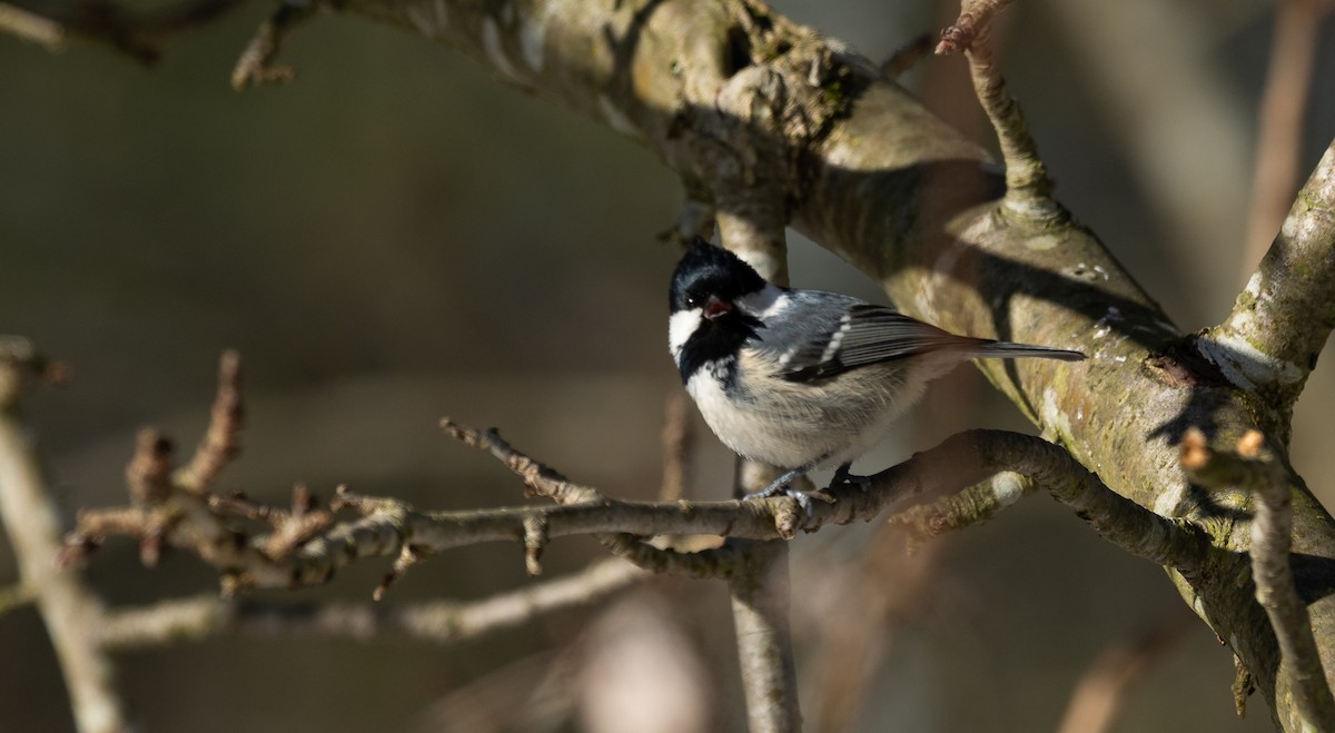 Московка (группа ater) - ML645452083