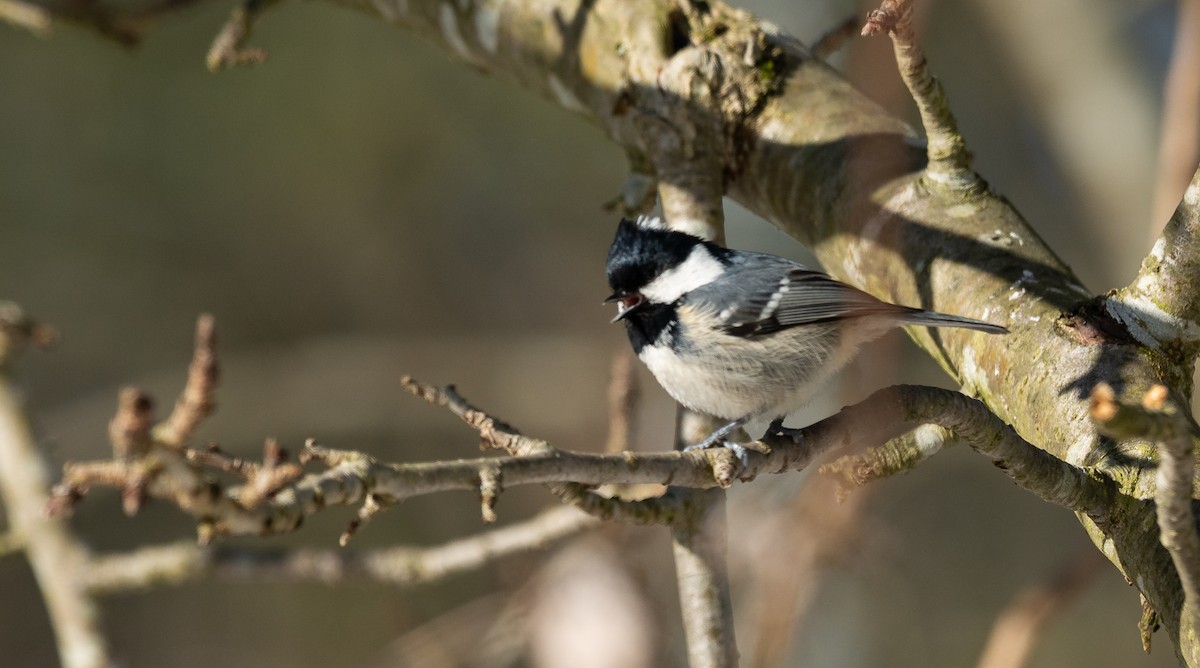 Московка (группа ater) - ML645452084