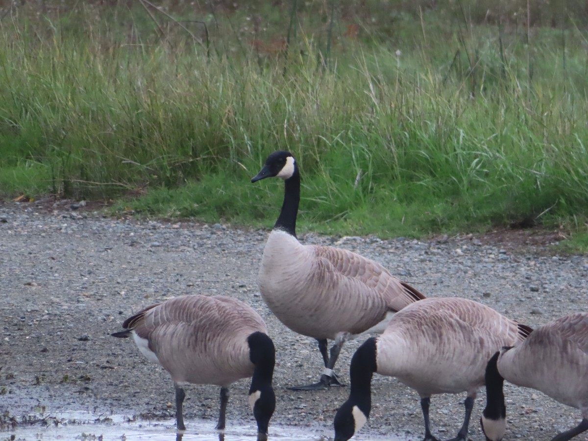 Канадская казарка - ML645452086