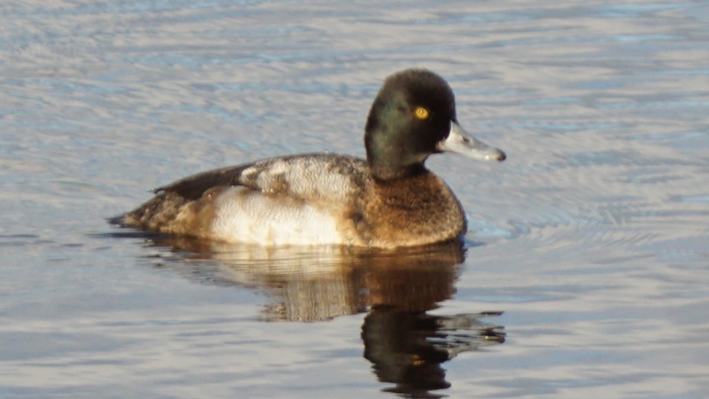 Малая морская чернеть - ML645452095