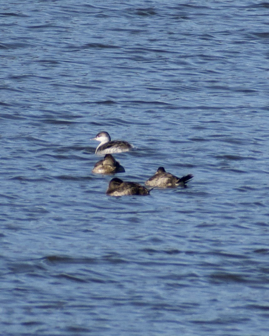 Американская савка - ML645452100