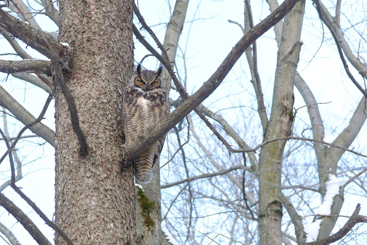 Great Horned Owl - ML645452101