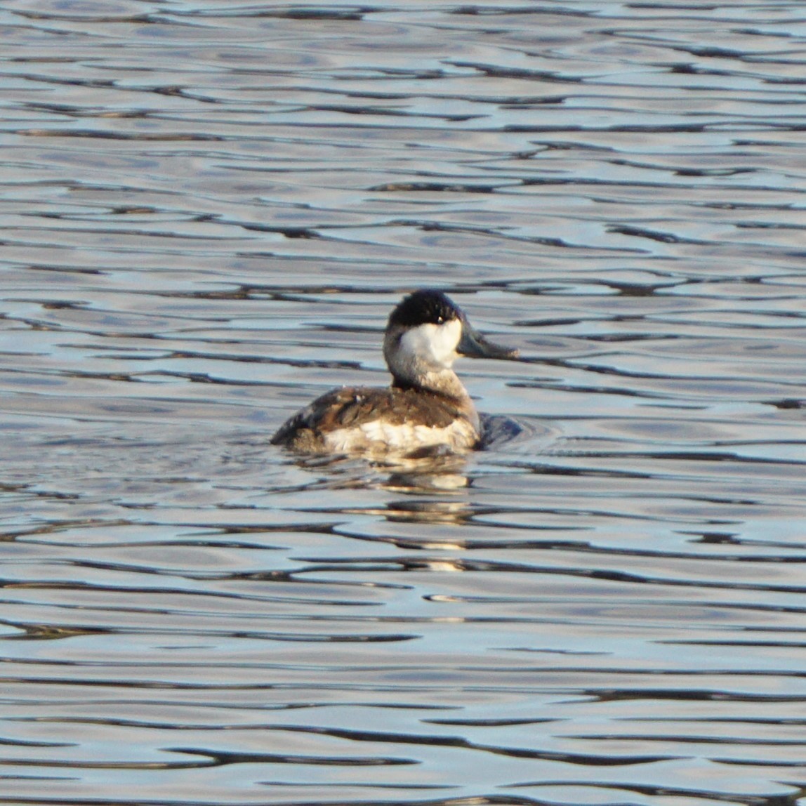 Американская савка - ML645452102