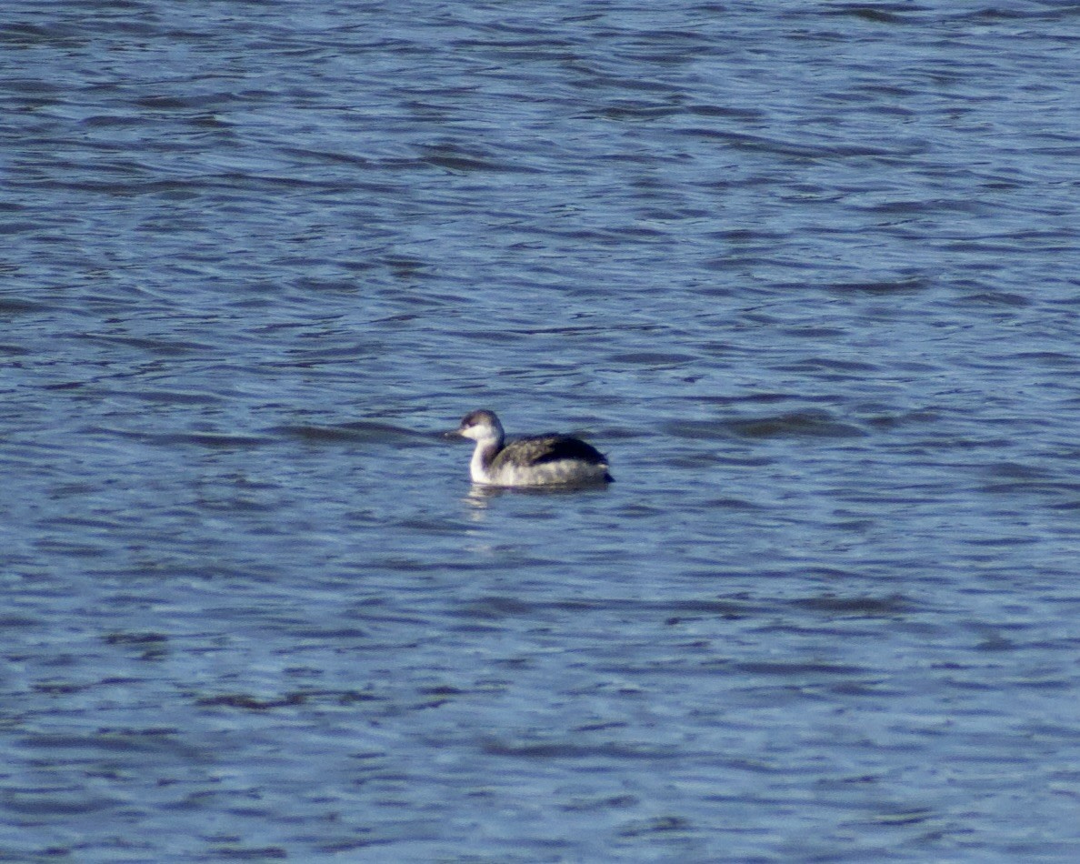 Красношейная поганка - ML645452103