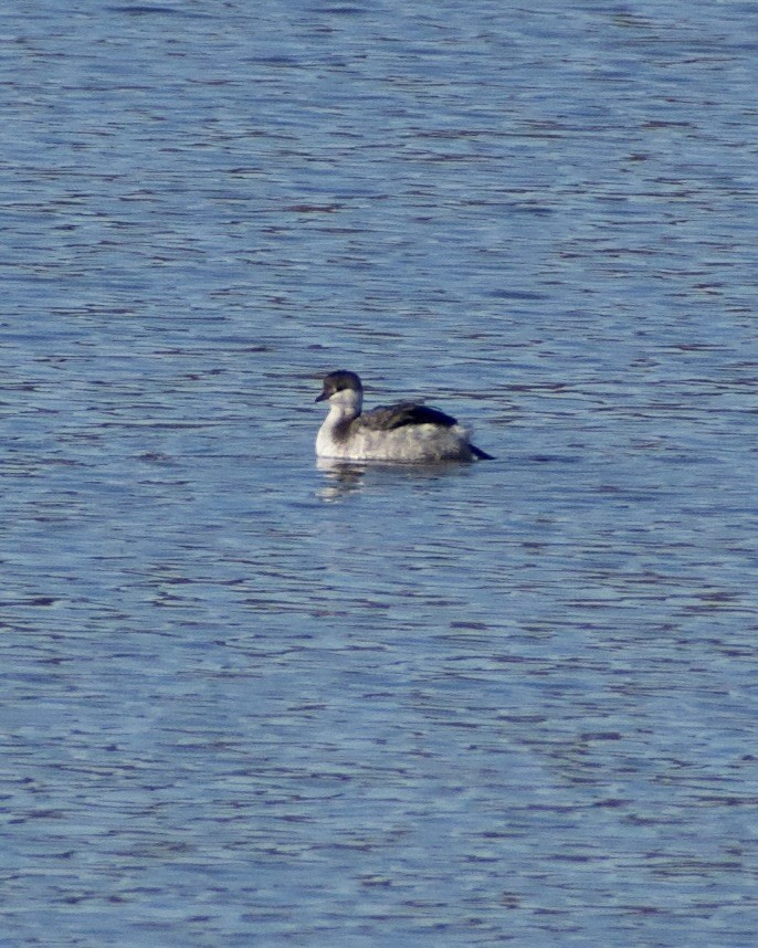 Красношейная поганка - ML645452104