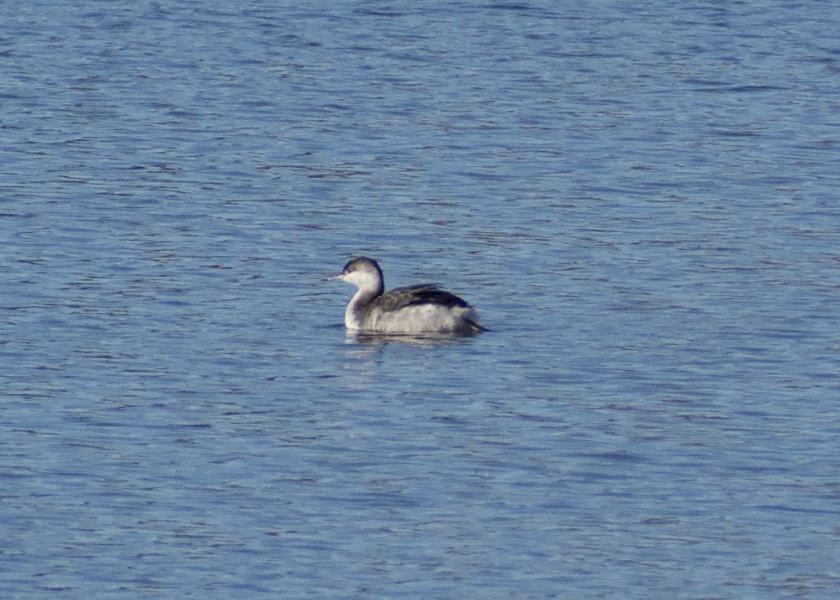 Красношейная поганка - ML645452105