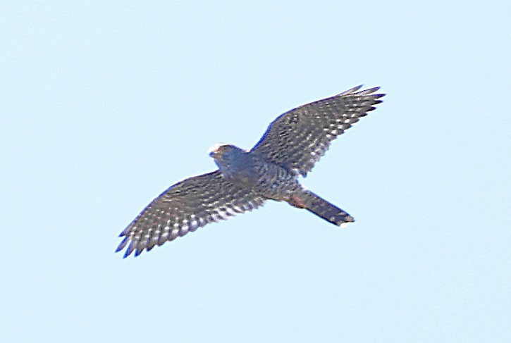 Banded Kestrel - ML645452109