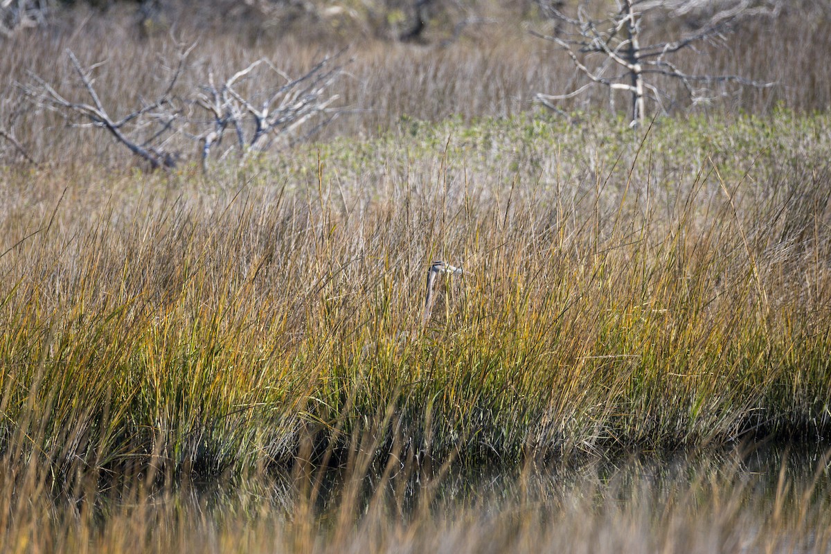 Great Blue Heron - ML645452112