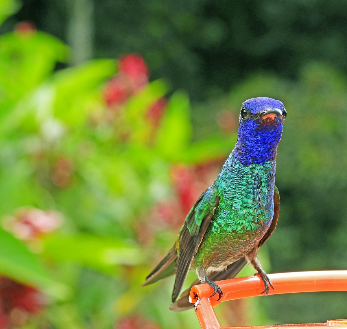 Golden-tailed Sapphire - ML645452114