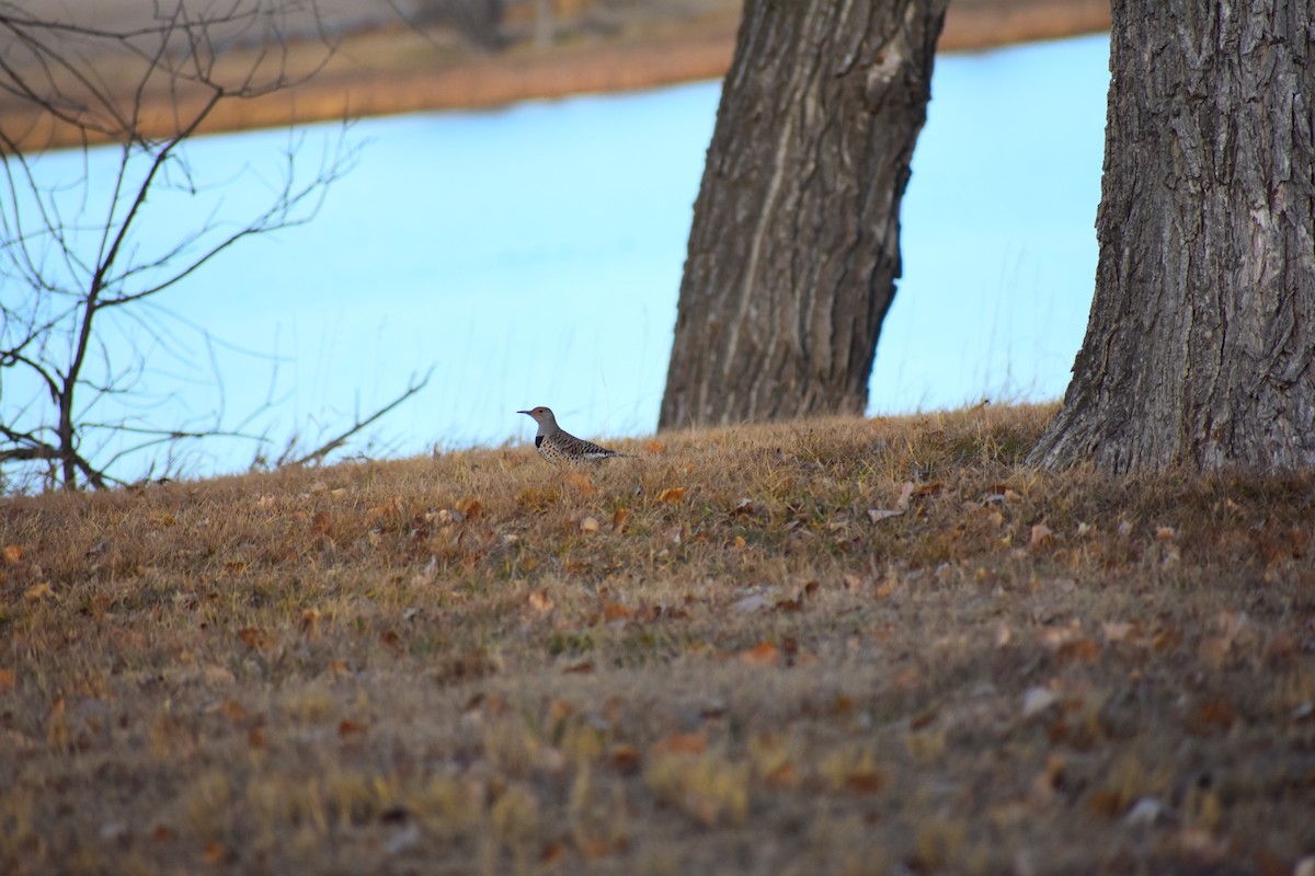 Northern Flicker (Red-shafted) - ML645452118