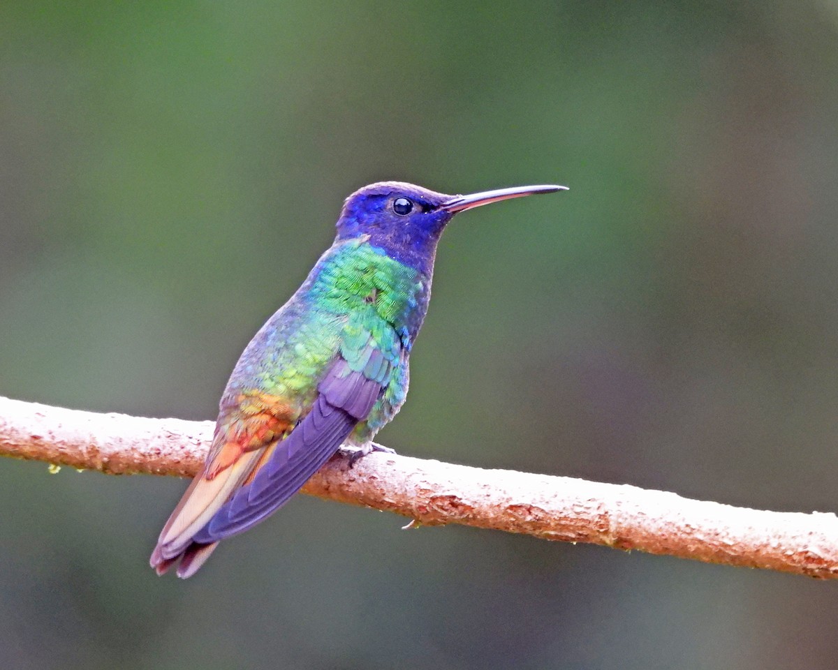 Golden-tailed Sapphire - ML645452122