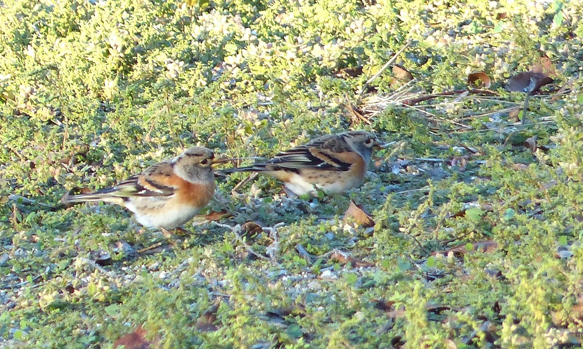 pěnkava jikavec - ML645452125