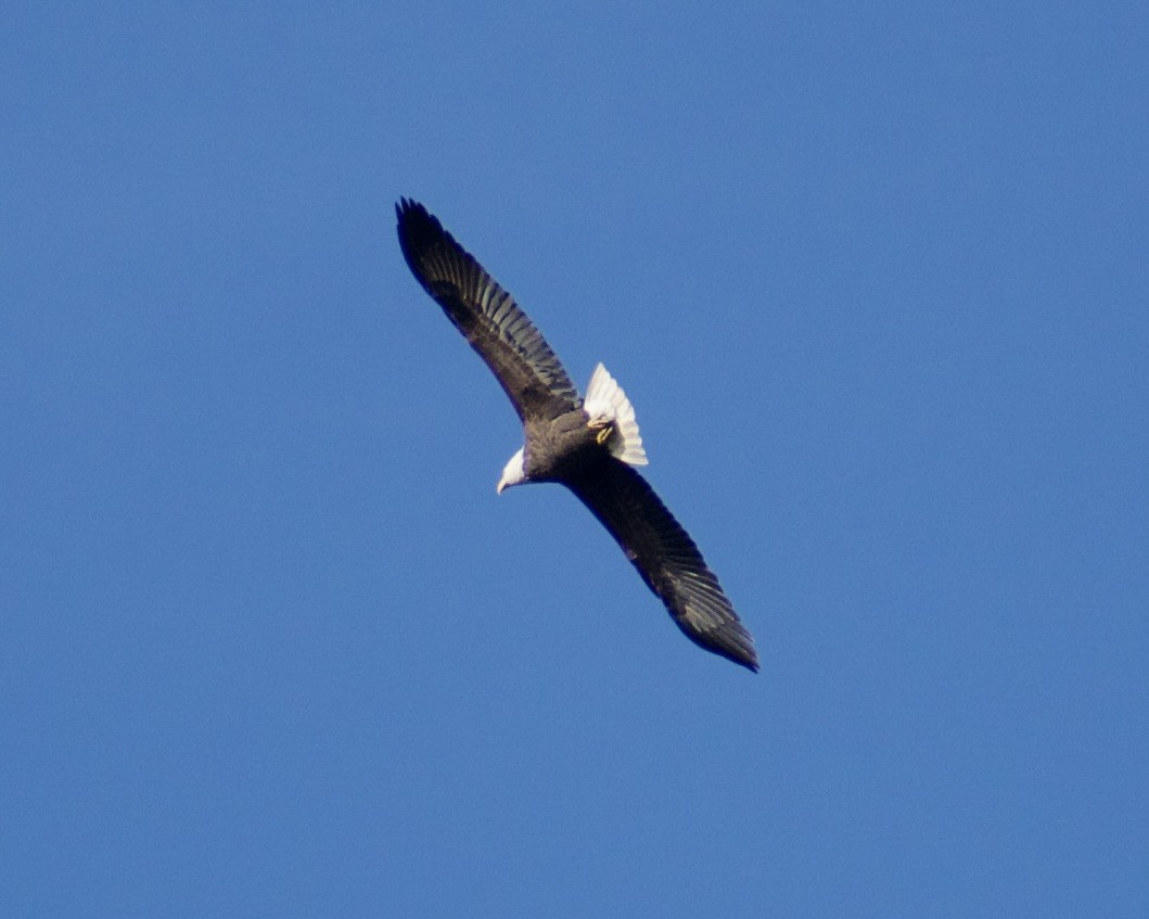 Bald Eagle - ML645452130
