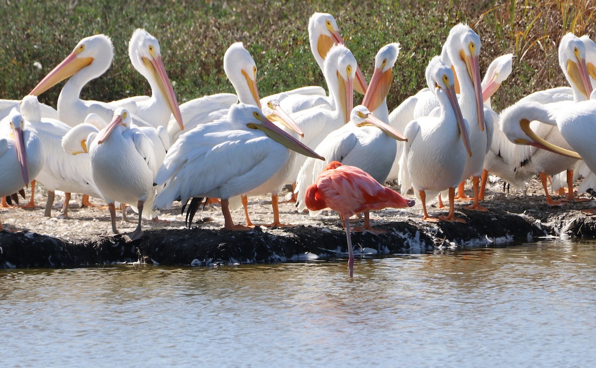 American Flamingo - ML645452131